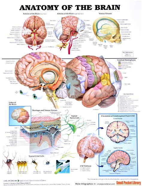 Infographic : Anatomy Of The Brain : r/Infographics