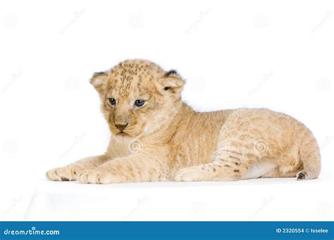 Lion Cub Lying Down Stock Images - Image: 2320554