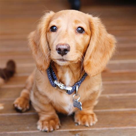 EE red long haired miniature dachshund | Dachshund puppies, Long haired ...