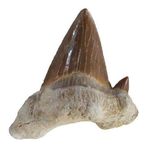 Otodus obliquus, Fossil Shark tooth C, Large, authentic