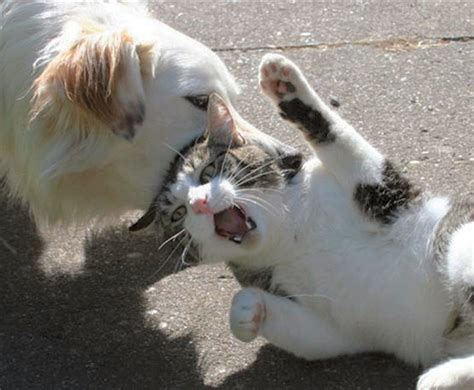 Latest Funny Pictures: Funny Cats Fighting Dogs Pictures