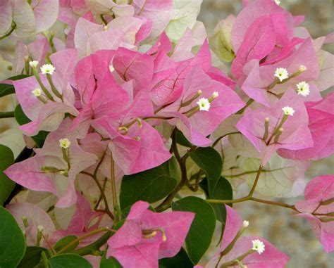 Bougainvillea Tea, Water Therapy & Diet Heals Aids - Natural Home Remedies for Aids