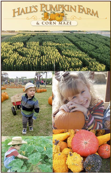 Halls Pumpkin Farm | Pumpkin farm, Autumn activities, Pumpkin