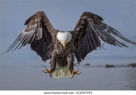 Bald Eagle Landing Over Water Stock Photo (Edit Now) 312047495