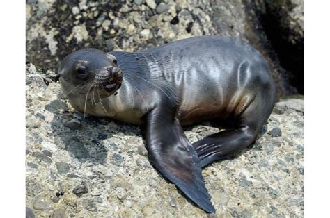 Sea lion colony in Mexico defies declining numbers