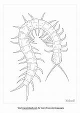 Millipede Coloring Centipede Draw Centipedes Clipart Pages Step Drawing  sketch template