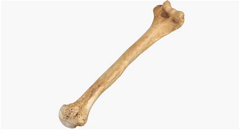 Real Human Humerus Bone 01 3D Model $49 - .c4d .max .fbx .ma .obj - Free3D