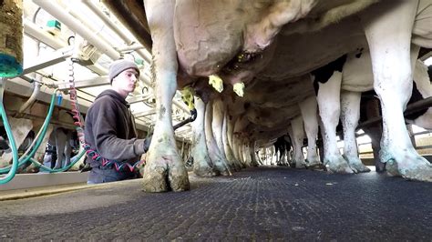 Full Winter Day on the Dairy | Always something to do | 10th Generation ...