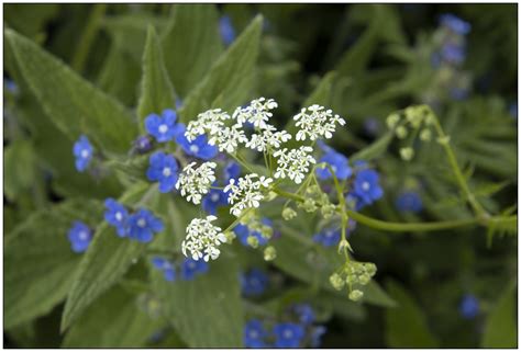 Blue & White | Spring wild flowers on Ham Riverside Lands, L… | Flickr