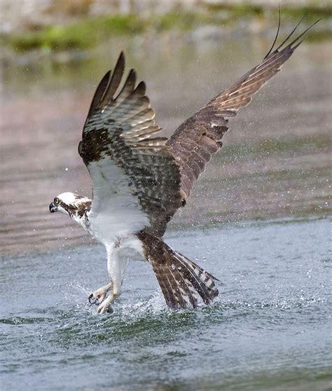 Shoreline Area News: For the Birds: Osprey, the other Sea Hawk