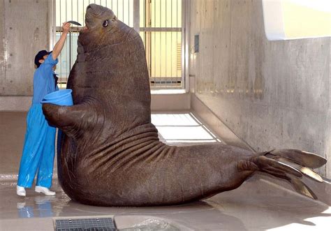 Look at this unit of an elephant seal!! : r/HumanForScale