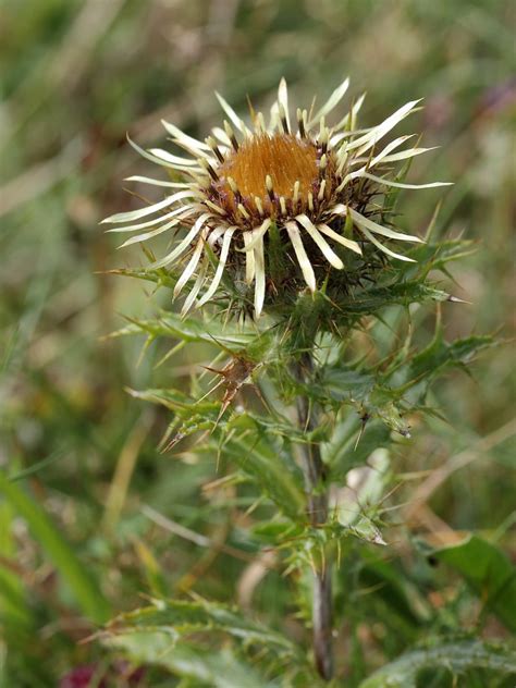 Carlina vulgaris (Carline Thistle) - Hugh Knott