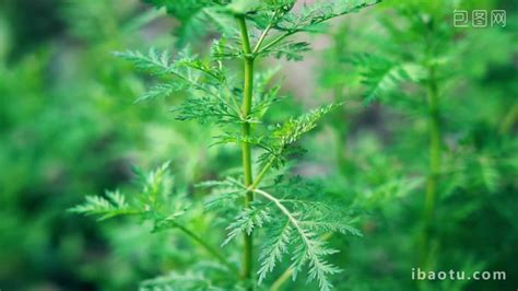 Natural Freehand Real Shooting Video Of Mugwort And Mugwort Green Leaves MP4 Video Template Free ...