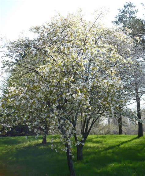 Allegheny Serviceberry - Amelanchier laevis | The Arboretum