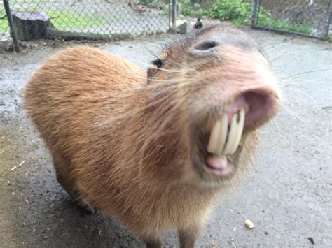 The Capybara (AKA Watrush) Found In Guyana Is The Largest Rodent In The World! - Things Guyana