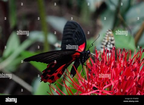 Red And Black Butterfly Stock Photos & Red And Black Butterfly Stock Images - Alamy