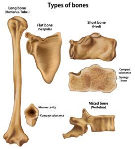 Bone Functions | What Are The Functions Of Bones? - MFine