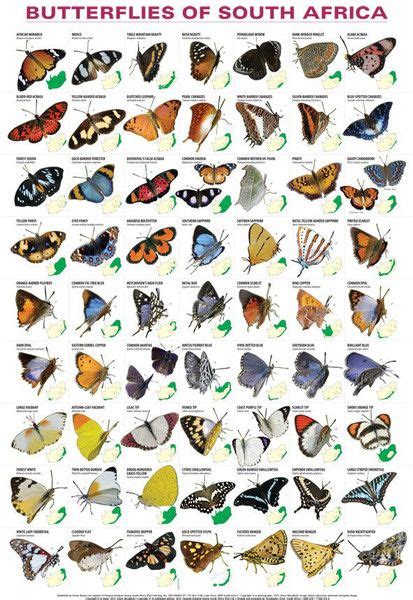 Butterflies of South Africa in 2023 | Butterfly species, Africa art ...