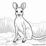 Wallaby Coloring Pages  Free & Printable sketch template