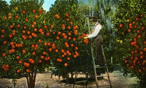 History of the Citrus Industry Northeast Florida | Edible Northeast Florida