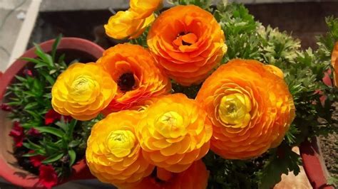 How to Save Seeds of Ranunculus Plant for Next Season || Easy Way to Save Ranunculus Seeds - YouTube