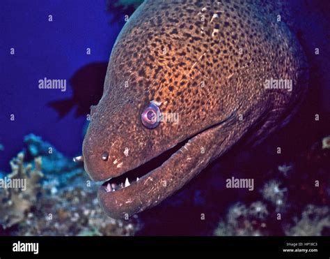 Close-up picture of the head of a giant moray eel (Gymnothorax javanicus), showing its sharp ...