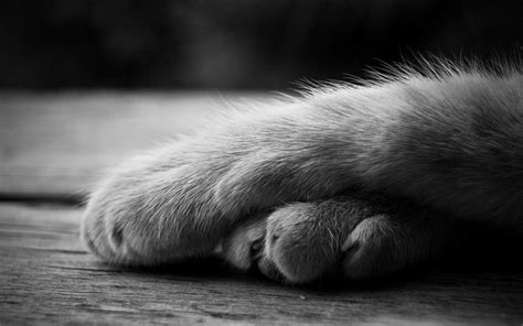 🔥 [20+] Cat Paws Wallpapers | WallpaperSafari