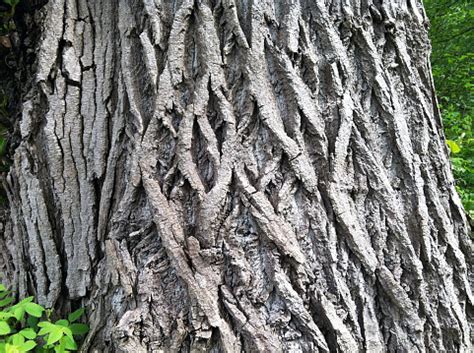 Black Cottonwood Bark Stock Photo - Download Image Now - iStock