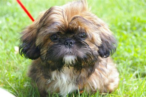 21 Chinese Dog Breeds: Small, Medium, Big Chinese Dogs