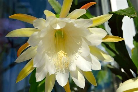 Epiphyllum Types: How to Grow and Care for Orchid Cactus | Florgeous in ...