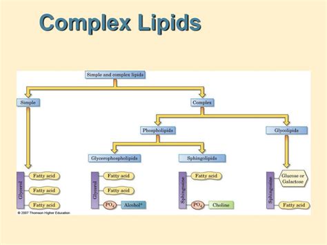 PPT - CHAPTER 13 LIPIDS PowerPoint Presentation, free download - ID:2399812