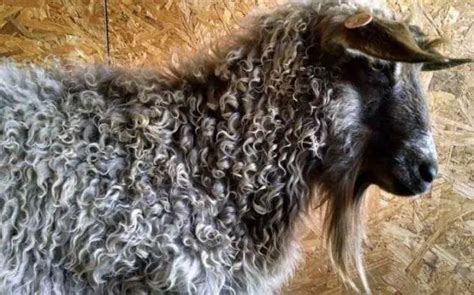 Pygora Goat Breed For Fiber: Origin, Characteristics, Feed & Shearing