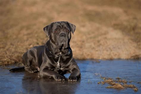 The Cane Corso Lifespan: How Long Will Your Best Friend Be Around