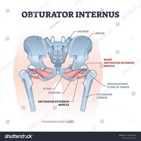 Nerve To Obturator Internus