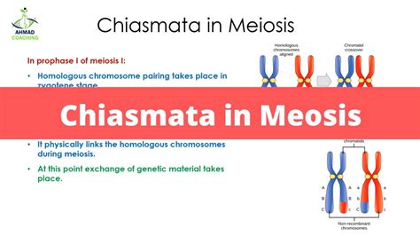 Chiasmata in Meiosis | Cell Cycle - YouTube