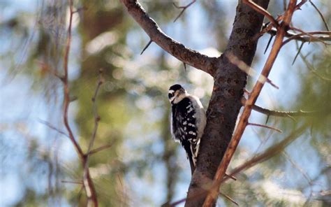 13 Animals In Prescott National Forest Seen On Our Hikes! (Photos And Trails Included)