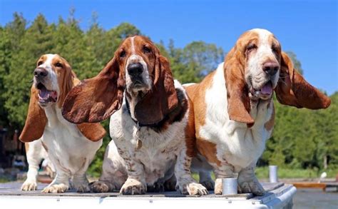 Basset Hound Dog Breed Information, Images, Characteristics, Health