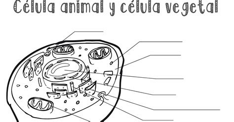 Imagenes Celula Animal Para Colorear - vdbosjes.blogspot.com