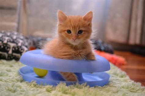 How to Prepare for a New Kitten - Cat Adoption Team