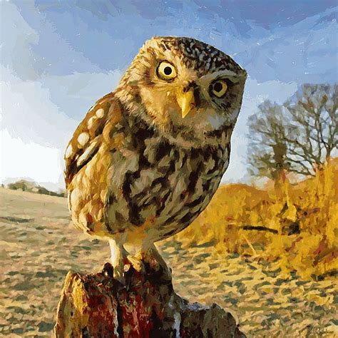 Owl in Winter - Art and Frame - Adelaide