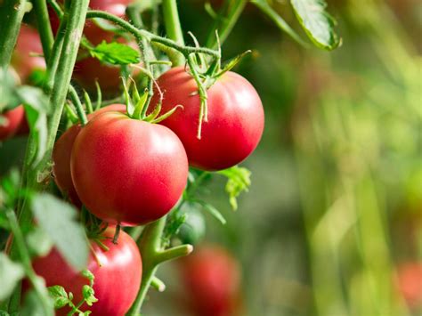 Tomato Plants And Temperature - Lowest Temperature To Grow Tomatoes