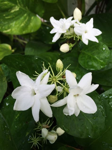 The Amazing Positive Effect of Jasmine Flowers