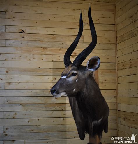 Nyala Wall Mount Taxidermy | AfricaHunting.com