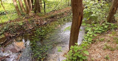 Water Plants Growing In The River Stream · Free Stock Video