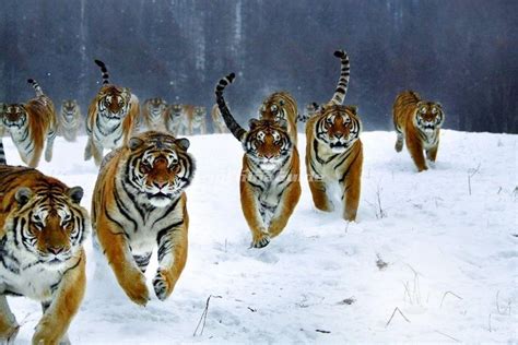 Siberian Tiger Park