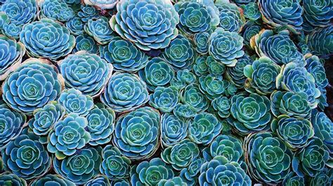 Succulent Wallpapers - Wallpaper Cave