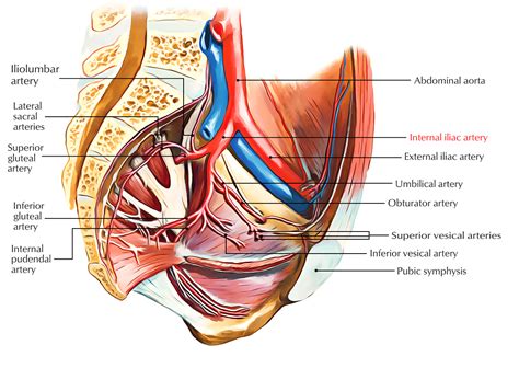 Internal Iliac Artery – Earth's Lab