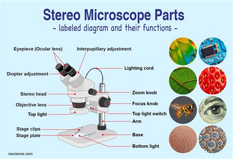 Compound Light Microscope Parts And Functions Ppt | Shelly Lighting