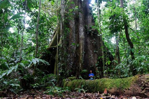 Pin by Marianne VV on trees | Amazon rainforest trees, Tree, Ceiba