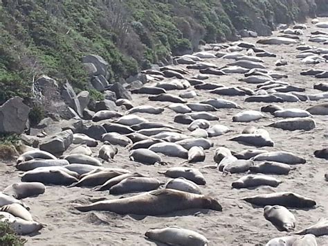 Baby elephant seals near the Hearst Castle Ca. :) | Hearst castle, Elephant seal, Castle